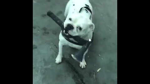 Crazy axe-wielding bulldog channels inner viking