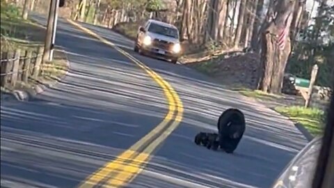 New Bear in Connecticut run behind a truck with kids
