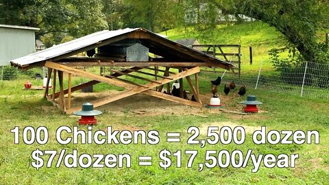 Raising Egg Layers for Profit on Your Homestead