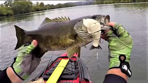 2020 Bull Shad Swimbaits and River Smallmouth!