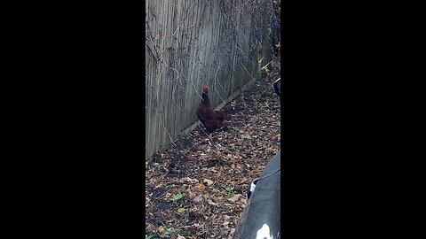 Red Hens Can’t Jump