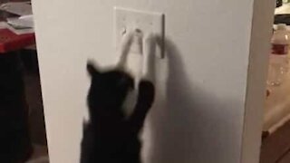 Cat knows how to turn the light off