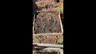 Horseradish garden bed