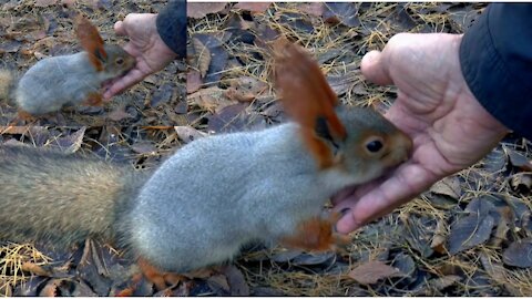 Siberia squirrel eating food from owner's hand.