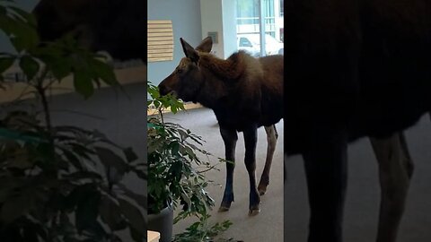 Watch Moose wanders into Alaska hospital lobby, munches foliage #shorts