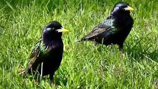 IECV NV #229 - 👀 House Sparrows & A Lot Of Starlings 🐤🐤🐤5-13-2016