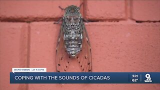 Loud sounds from cicadas could have impact on people with autism, sensory issues