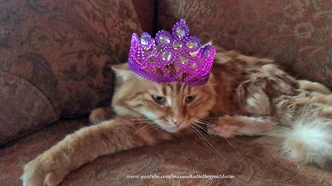 Patient Cat Reluctantly Models Various Crowns