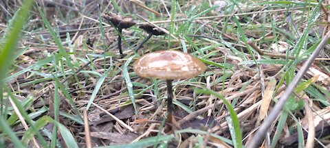 Adelaide Hills Psilocybe Subaeruginosa identification