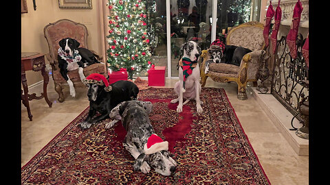 Five Fabulous Great Danes Pose For A Perfect Merry Christmas Photo
