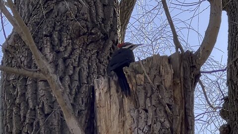 Pileated wood pecker ascent continues