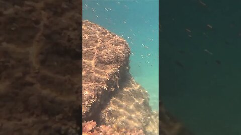 Rock Beach - Underwater Fish Snorkeling, Sutomišćica, Uglijan Island, Croatia