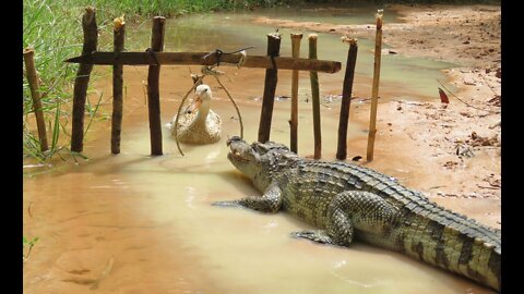 Amazing Man Show How To Trap Big Crocodile Using Duck