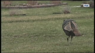 Spring turkey season begins