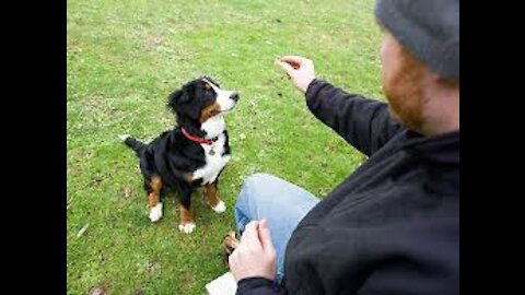 How to train your dog not to bite