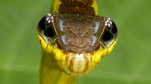 This Caterpillar In Ecuador Mimics Snake When Threatened