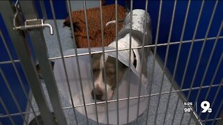PACC looking for fosters for large dogs