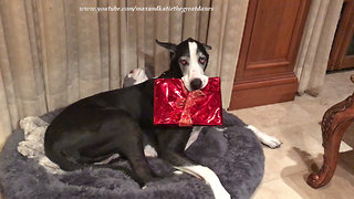 Happy Great Dane Opens Christmas Gift ~ 1300th Video