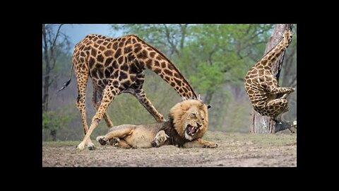 Giraffe Kick Five Lion To Save Baby - Power of LION In The Animal World But FAIL