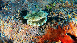 Scuba divers encounter bizarre animal on the ocean floor