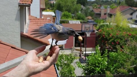 scrub jay 50mm 120fps played at 30fps