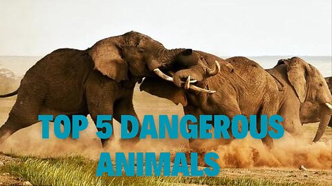 THE WORLD'S TOP 5 DANGEROUS ANIMALS 2024 | RELAXING ANIMALS WORLD