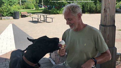 Happy Great Dane enjoys her first ice cream cone