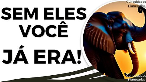 SEM ELEFANTES, VOCÊ RESPIRARÁ CARBONO – E O OXIGENIO ? #curiosidades #elefante #africa