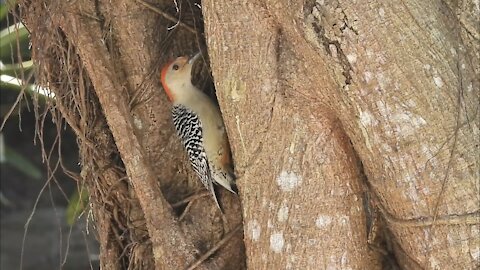 Red-Bellied Woodpecker Searching Tree