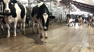 Dairy farms crippled by virus