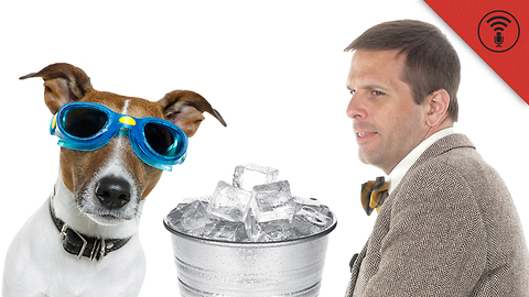 Stuff You Should Know: Don't Be Dumb: Is Feeding Ice to Dogs Really Dangerous?