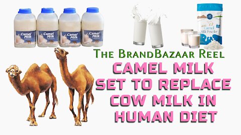 CAMEL MILK SET TO REPLACE COW MILK IN HUMAN DIET
