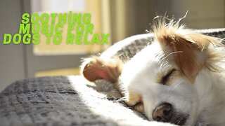 Music For Dogs ~ Soothing Music for Dogs to relax ~ Dog Music to Sleep