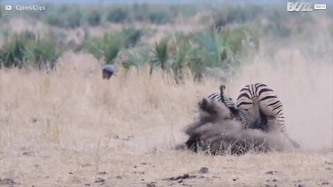 Zebror slåss i Krugers nationalpark i Sydafrika