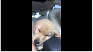 Puppy just can't stay awake for car ride