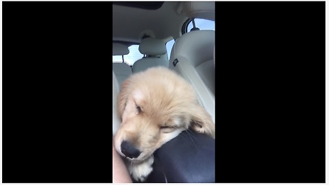 Puppy just can't stay awake for car ride