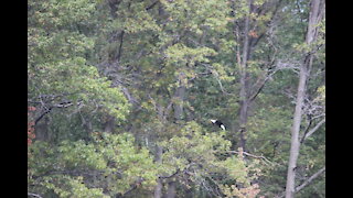 Bald Eagles Lorain County Ohio 10/17/21 Sandy Ridge Reservation