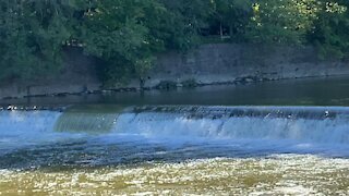 2021 Salmon run Humber River 8