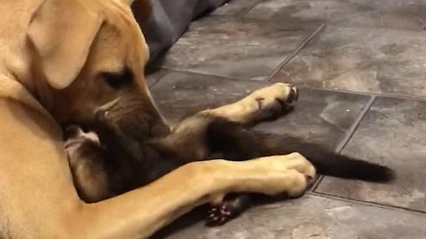 Nimble Ferret Shares Precious Relationship With Gentle Mastiff