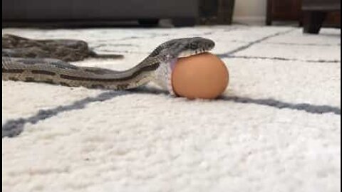 Il video impressionante di un serpente che inghiotte un uovo di gallina
