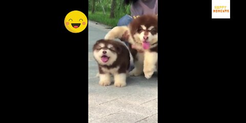 Happy funny animals