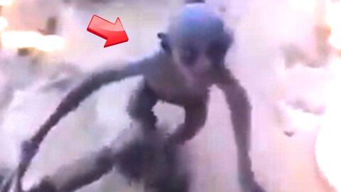 The creature that tries to steal your backpack is it an alien or a hairless monkey? [Conspiracy]