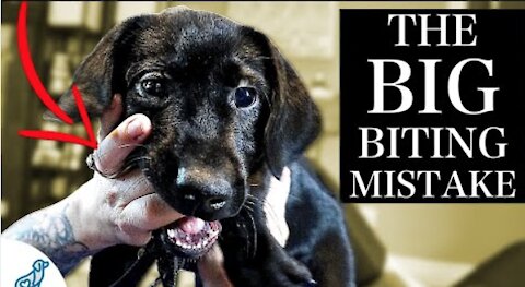 The BIGGEST Mistake People Make With A Puppy Biting Problem