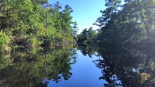 Bayou Cane, Fontainebleau State Park