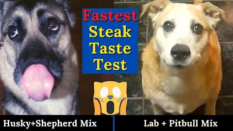 Dogs Inhale Raw Steak