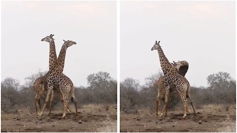 A male and a female giraffe quarreling