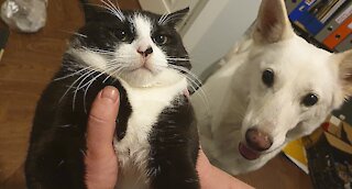 White Shepherd Playing With Cat