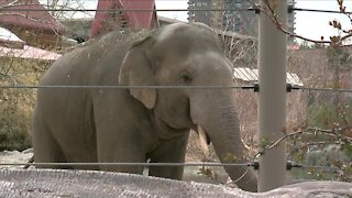 Denver Zoo named one of best zoos in country for conservation efforts