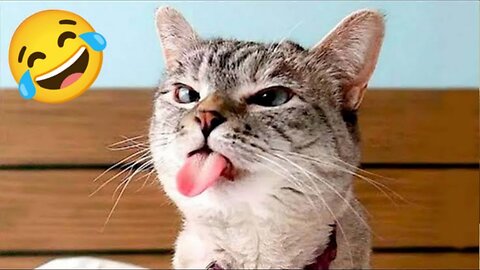 Funny Animals 2024 😂 Cute Cat And Dog Funny Videos 😸 Part 118