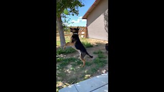 German Shepherd Can’t Catch